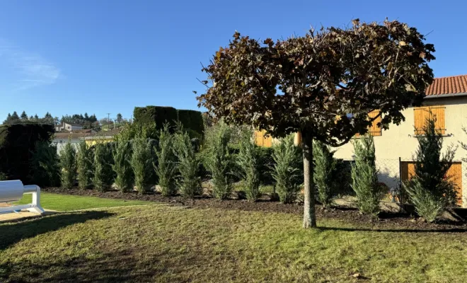 Plantation d’une haie de cyprès doré sur la commune de saint Martin la plaine , Mornant, Hugot Paysage